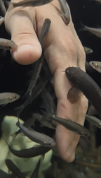Fish Spa für Hand- oder Fußpflege