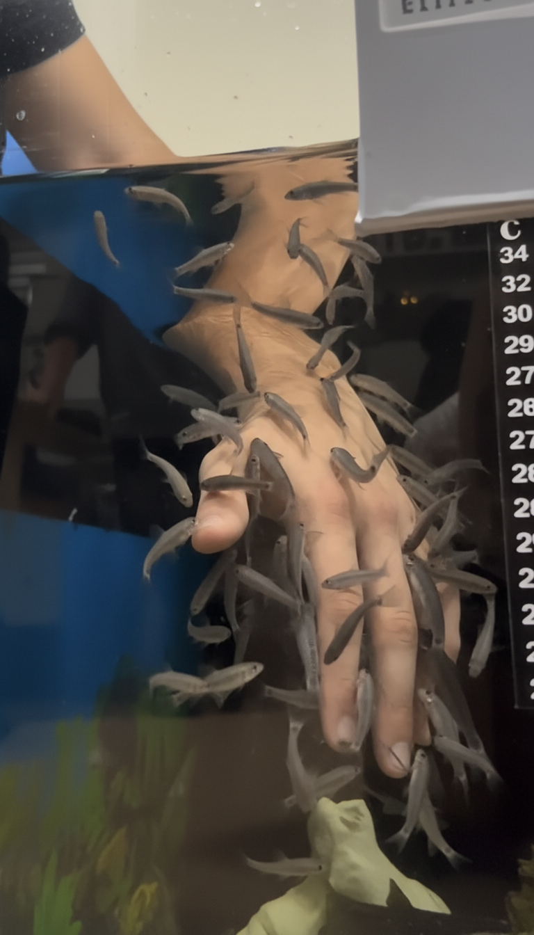 Fish Spa für Hand- oder Fußpflege