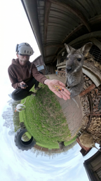 Virtuelles Tiererlebnis bei Hägerzeit Münster – Ziege frisst aus der Hand einer Person während eines immersiven VR Erlebnisses auf dem Bauernhof