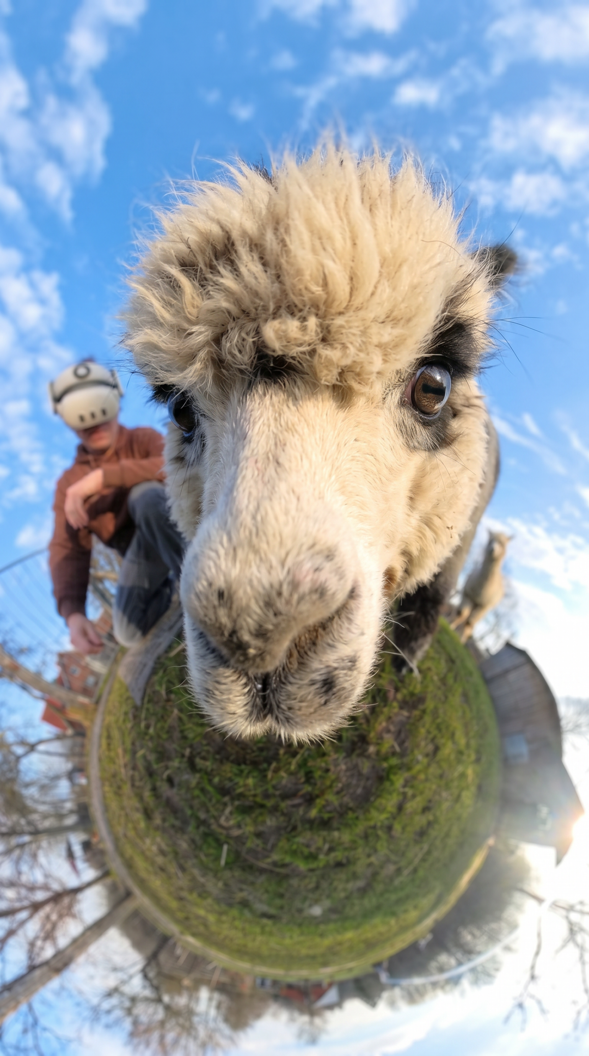 Neugieriges Alpaka in Nahaufnahme bei Hägerzeit Münster – immersives VR Erlebnis mit direkter Tierbegegnung aus der Ich Perspektive