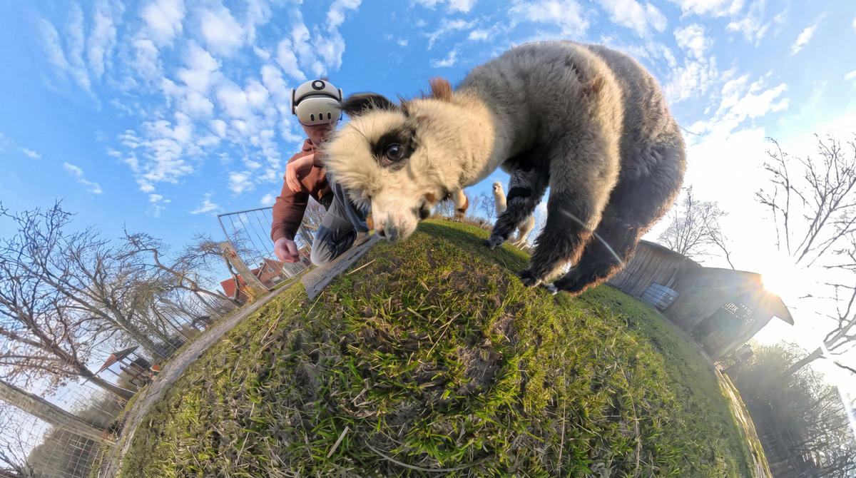 Virtuelles Alpaka Erlebnis bei Hägerzeit Münster – neugieriges Alpaka aus der VR Perspektive bei einer interaktiven Tierbegegnung