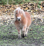 Kleines braunes Pony mit heller Mähne läuft über eine herbstliche Koppel auf dem Gnadenhof Wattenscheid