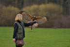 Falknerin im Grünen mit ausgestrecktem Arm bei der Landung eines Harris Hawks bei der Falknerei Skyhunters